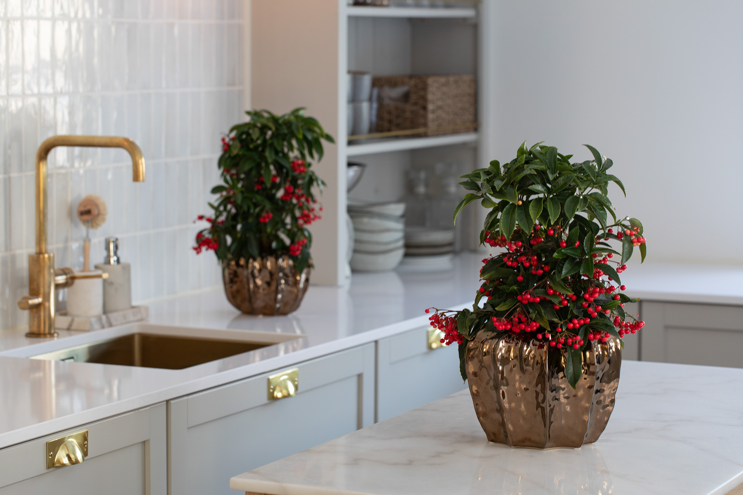 Ardisia i Deco potte
